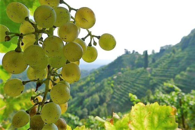 Dégustation de vin Prosecco Superiore DOCG. Site UNESCO à visiter lors d'une randonnée privée avec chauffeur professionnel. Service VTC à Venise