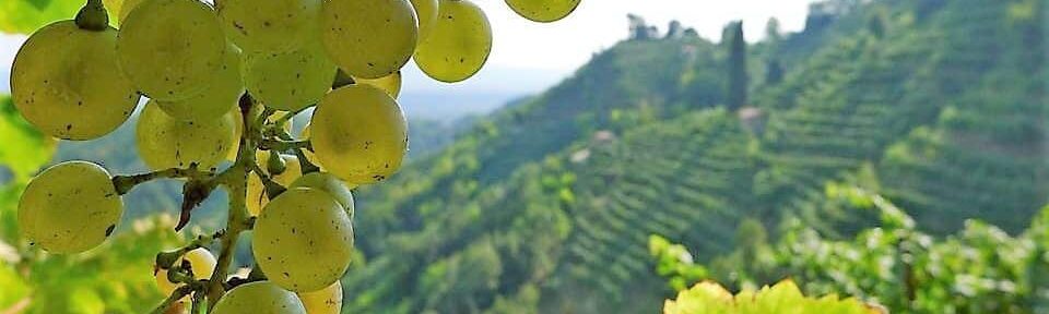 Collines Prosecco patrimoine de l'UNESCO. Dégustation de vins, visite de caves entre Conegliano et Valdobbiadene avec chauffeur professionnel. Randonnée privée d'une journée avec service VTC